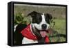 Pit Bull Terrier 02-Bob Langrish-Framed Stretched Canvas