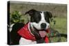 Pit Bull Terrier 02-Bob Langrish-Stretched Canvas