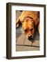 Pit Bull Terrier  Flop Brown-rodigest-Framed Photographic Print