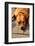 Pit Bull Terrier  Flop Brown-rodigest-Framed Photographic Print
