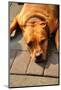 Pit Bull Terrier  Flop Brown-rodigest-Mounted Photographic Print