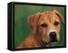 Pit Bull Terrier Puppy Portrait-Adriano Bacchella-Framed Stretched Canvas