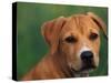 Pit Bull Terrier Puppy Portrait-Adriano Bacchella-Stretched Canvas