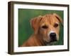 Pit Bull Terrier Puppy Portrait-Adriano Bacchella-Framed Photographic Print