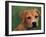 Pit Bull Terrier Puppy Portrait-Adriano Bacchella-Framed Photographic Print