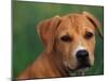 Pit Bull Terrier Puppy Portrait-Adriano Bacchella-Mounted Photographic Print