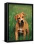 Pit Bull Terrier Puppy-Adriano Bacchella-Framed Stretched Canvas