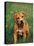Pit Bull Terrier Puppy-Adriano Bacchella-Stretched Canvas