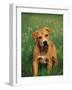 Pit Bull Terrier Puppy-Adriano Bacchella-Framed Photographic Print