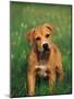 Pit Bull Terrier Puppy-Adriano Bacchella-Mounted Photographic Print