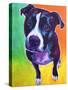 Pit Bull - Truman-Dawgart-Stretched Canvas