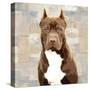 Pit Bull-Keri Rodgers-Stretched Canvas