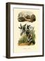 Pit Viper, 1833-39-null-Framed Giclee Print