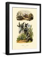 Pit Viper, 1833-39-null-Framed Giclee Print