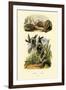 Pit Viper, 1833-39-null-Framed Giclee Print