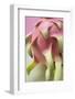 Pitahaya (Close-Up)-Foodcollection-Framed Photographic Print