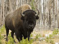 Bison, Yellowstone National Park, UNESCO World Heritage Site, Wyoming, USA-Pitamitz Sergio-Photographic Print