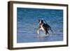 Pitbull Runs along the Sea Beach.-Tanya Yurkovska-Framed Photographic Print