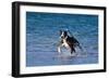 Pitbull Runs along the Sea Beach.-Tanya Yurkovska-Framed Photographic Print