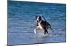 Pitbull Runs along the Sea Beach.-Tanya Yurkovska-Mounted Photographic Print