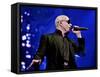 Pitbull-null-Framed Stretched Canvas