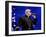 Pitbull-null-Framed Photo