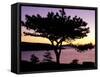 Pitch Pine, Ocean Drive at Sunrise, Acadia National Park, Maine, USA-Jerry & Marcy Monkman-Framed Stretched Canvas