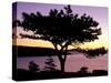 Pitch Pine, Ocean Drive at Sunrise, Acadia National Park, Maine, USA-Jerry & Marcy Monkman-Stretched Canvas