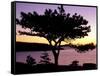 Pitch Pine, Ocean Drive at Sunrise, Acadia National Park, Maine, USA-Jerry & Marcy Monkman-Framed Stretched Canvas