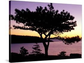 Pitch Pine, Ocean Drive at Sunrise, Acadia National Park, Maine, USA-Jerry & Marcy Monkman-Stretched Canvas