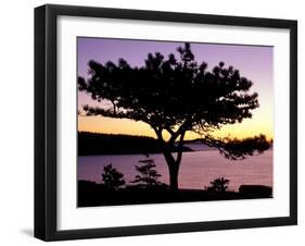 Pitch Pine, Ocean Drive at Sunrise, Acadia National Park, Maine, USA-Jerry & Marcy Monkman-Framed Photographic Print