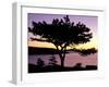 Pitch Pine, Ocean Drive at Sunrise, Acadia National Park, Maine, USA-Jerry & Marcy Monkman-Framed Photographic Print