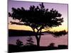 Pitch Pine, Ocean Drive at Sunrise, Acadia National Park, Maine, USA-Jerry & Marcy Monkman-Mounted Photographic Print