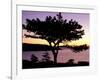 Pitch Pine, Ocean Drive at Sunrise, Acadia National Park, Maine, USA-Jerry & Marcy Monkman-Framed Photographic Print