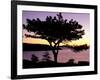 Pitch Pine, Ocean Drive at Sunrise, Acadia National Park, Maine, USA-Jerry & Marcy Monkman-Framed Photographic Print