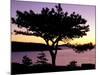 Pitch Pine, Ocean Drive at Sunrise, Acadia National Park, Maine, USA-Jerry & Marcy Monkman-Mounted Photographic Print