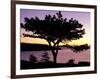 Pitch Pine, Ocean Drive at Sunrise, Acadia National Park, Maine, USA-Jerry & Marcy Monkman-Framed Photographic Print