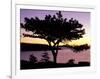 Pitch Pine, Ocean Drive at Sunrise, Acadia National Park, Maine, USA-Jerry & Marcy Monkman-Framed Photographic Print