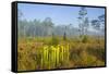 Pitcher Plant Bog and Pine Forest-Gary Carter-Framed Stretched Canvas