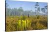 Pitcher Plant Bog and Pine Forest-Gary Carter-Stretched Canvas