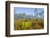 Pitcher Plant Bog and Pine Forest-Gary Carter-Framed Photographic Print