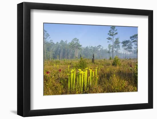 Pitcher Plant Bog and Pine Forest-Gary Carter-Framed Photographic Print