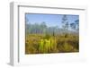 Pitcher Plant Bog and Pine Forest-Gary Carter-Framed Photographic Print