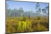 Pitcher Plant Bog and Pine Forest-Gary Carter-Mounted Photographic Print