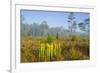 Pitcher Plant Bog and Pine Forest-Gary Carter-Framed Photographic Print