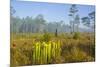 Pitcher Plant Bog and Pine Forest-Gary Carter-Mounted Photographic Print