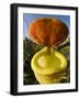 Pitcher Plant Channel Des Pangalanes, Madagascar-Inaki Relanzon-Framed Photographic Print