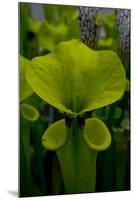 Pitcher plant green carnivorous-Charles Bowman-Mounted Photographic Print