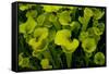Pitcher plant green carnivorous-Charles Bowman-Framed Stretched Canvas