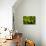 Pitcher plant green carnivorous-Charles Bowman-Photographic Print displayed on a wall